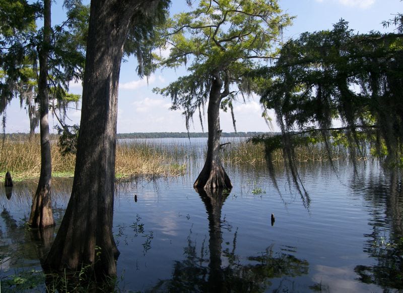 Florida Wetland Regulatory Program ACE 